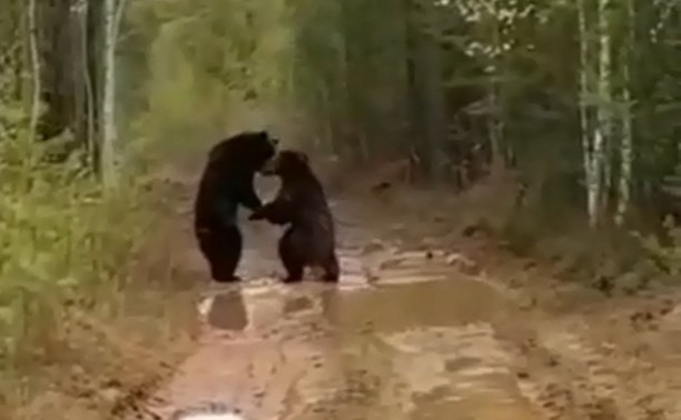 Два медведя подрались на глазах у тракториста