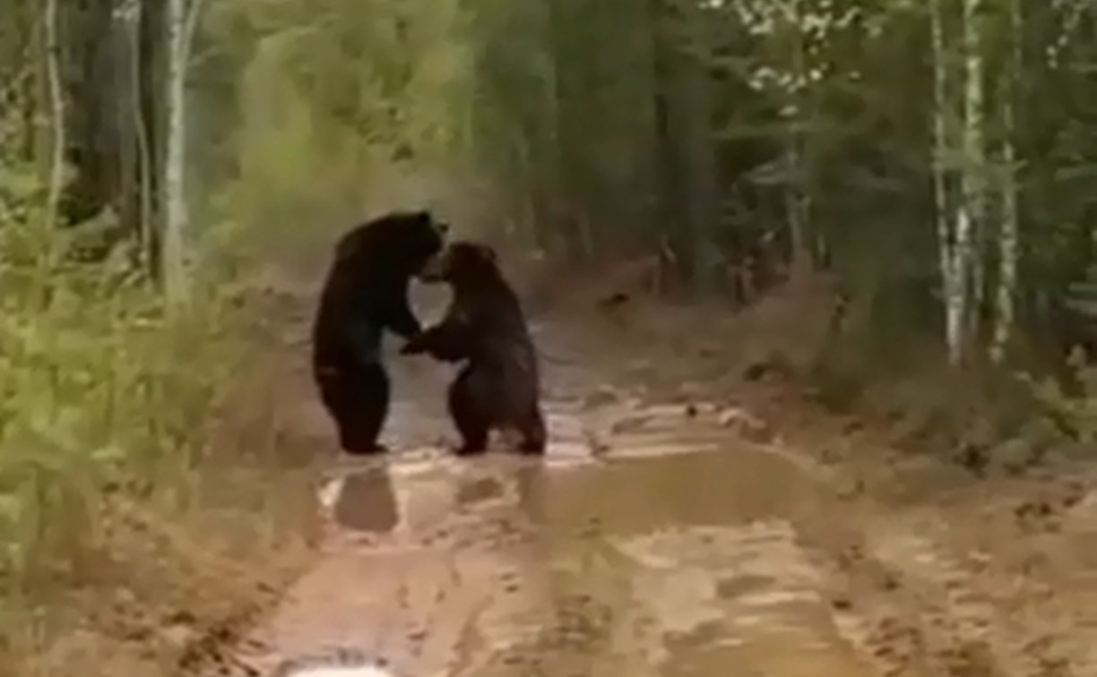 Два медведя подрались на глазах у тракториста