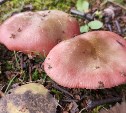 На Сахалине будет солнечно, а Курильскую гряду затянет тучами: прогноз погоды в регионе на 5 сентября