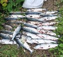 Долинских браконьеров поймали с 30 экземплярами горбуши