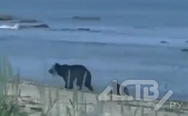 "Такая милота": сахалинцы в бухте Тихой сняли на видео игры медведицы с медвежонком