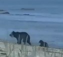 "Такая милота": сахалинцы в бухте Тихой сняли на видео игры медведицы с медвежонком