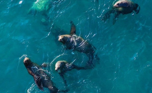 Сахалинские турфирмы подняли цены на экскурсии к морским львам в Невельске