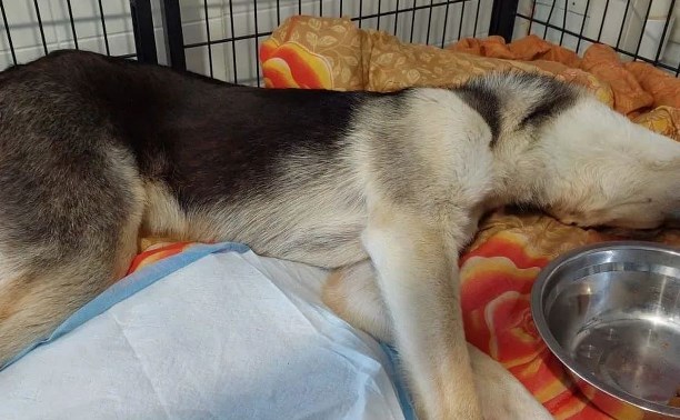 Собаку с вывернутой в обратную сторону головой обнаружили в сахалинском приюте