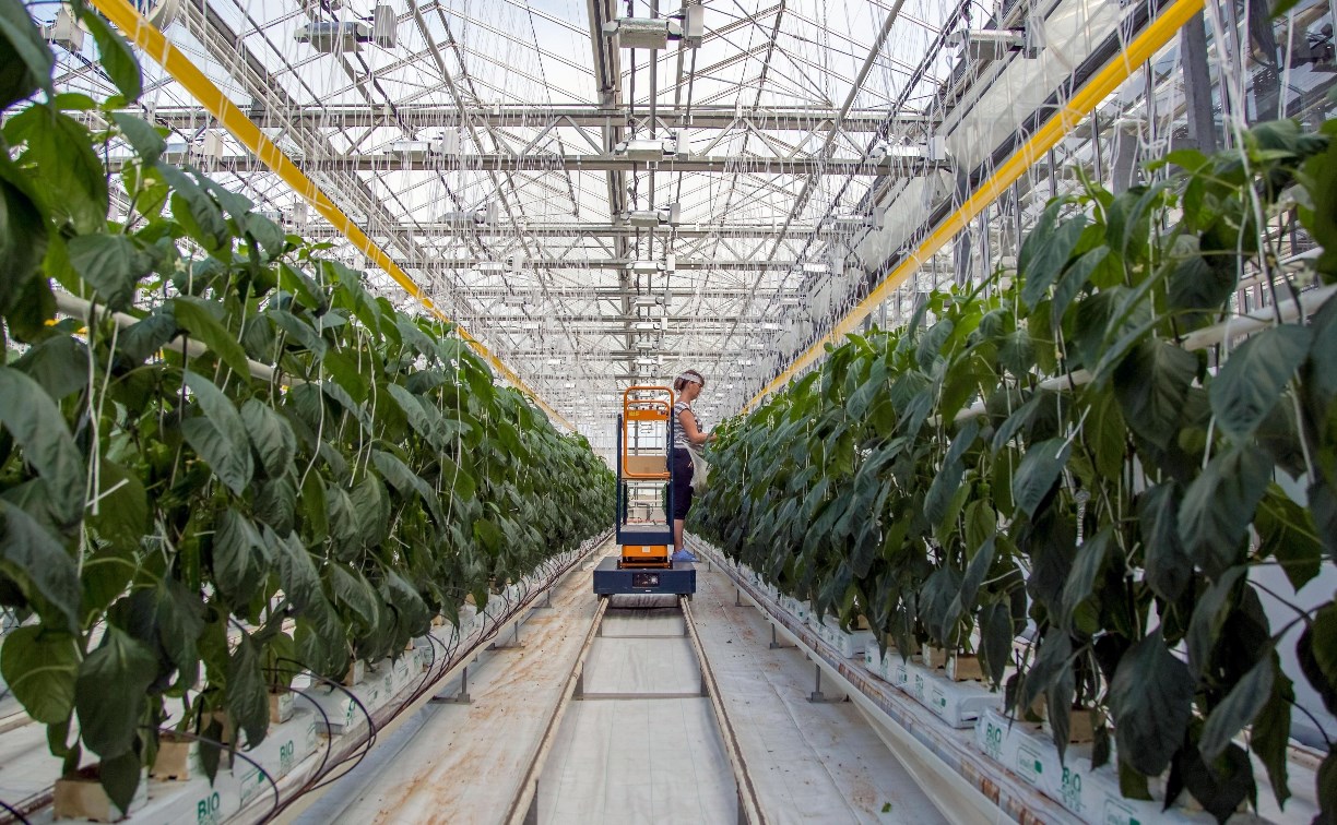 На Сахалине за год нарастили производство тепличных овощей более чем на 20%