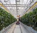 На Сахалине за год нарастили производство тепличных овощей более чем на 20%