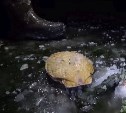 Сахалинцы открыли сезон подлёдной охоты на морские гребешки