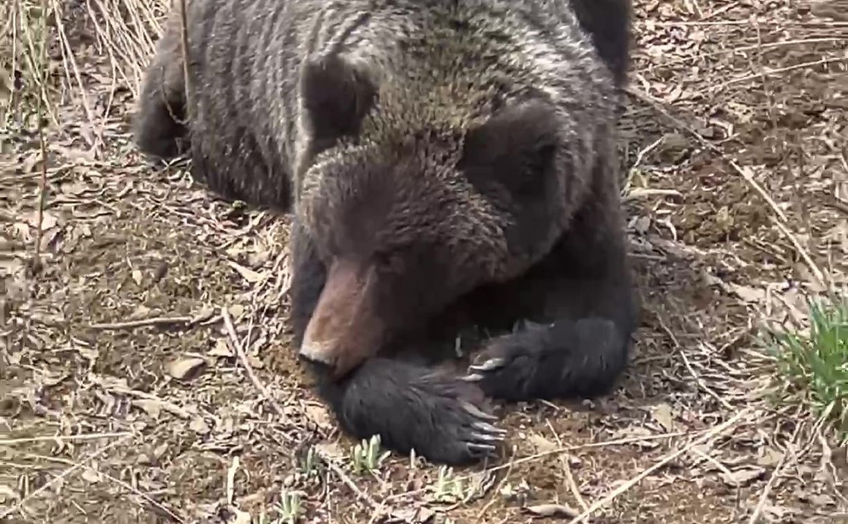 Сахалинцам ответили, когда начнется охота на медведя и законно ли собирать мертвую древесину