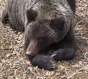 Сахалинцам ответили, когда начнется охота на медведя и законно ли собирать мертвую древесину