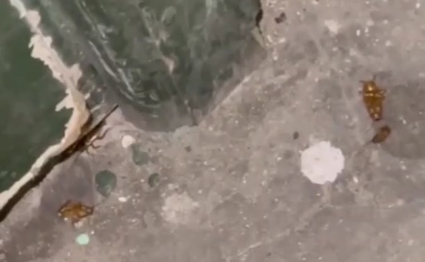 "Тараканы хрустят под ногами": из закрытой квартиры на Сахалине потоком лезут насекомые
