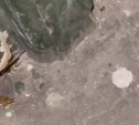 "Тараканы хрустят под ногами": из закрытой квартиры на Сахалине потоком лезут насекомые