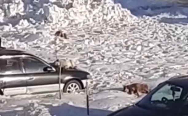 Бездомные поронайские собаки спят на авто, припаркованных во дворе