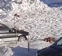 Бездомные поронайские собаки спят на авто, припаркованных во дворе