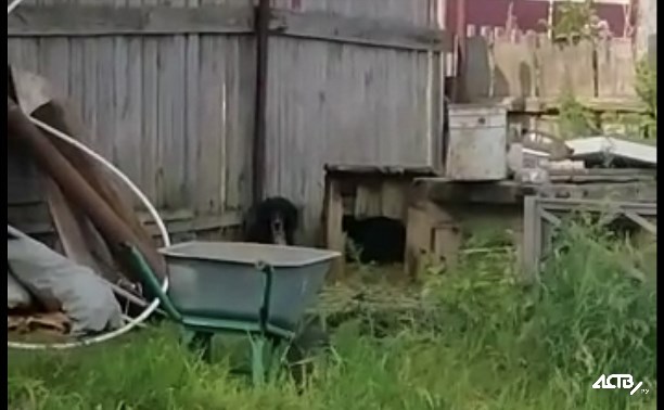 В Ногликах заметили собаку, прикованную короткой цепью к забору