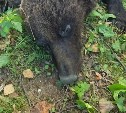  "Только шкура и кости": отстреленная в СНТ в Южно-Сахалинске медведица была истощена
