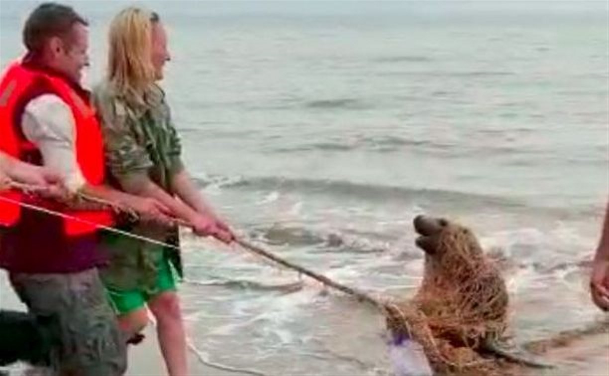 На Сахалине компания отдыхающих спасла сивуча, который погибал в рыбацкой сети