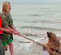 На Сахалине компания отдыхающих спасла сивуча, который погибал в рыбацкой сети