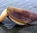 "Это завораживает": сахалинцы "залипают" на видео удирающего от учёного моллюска