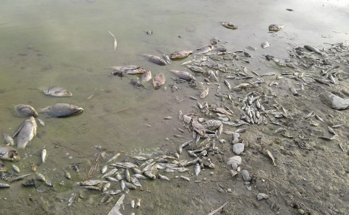 Берег озера в пригороде Южно-Сахалинска усеян мертвой рыбой