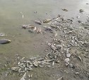 Берег озера в пригороде Южно-Сахалинска усеян мертвой рыбой