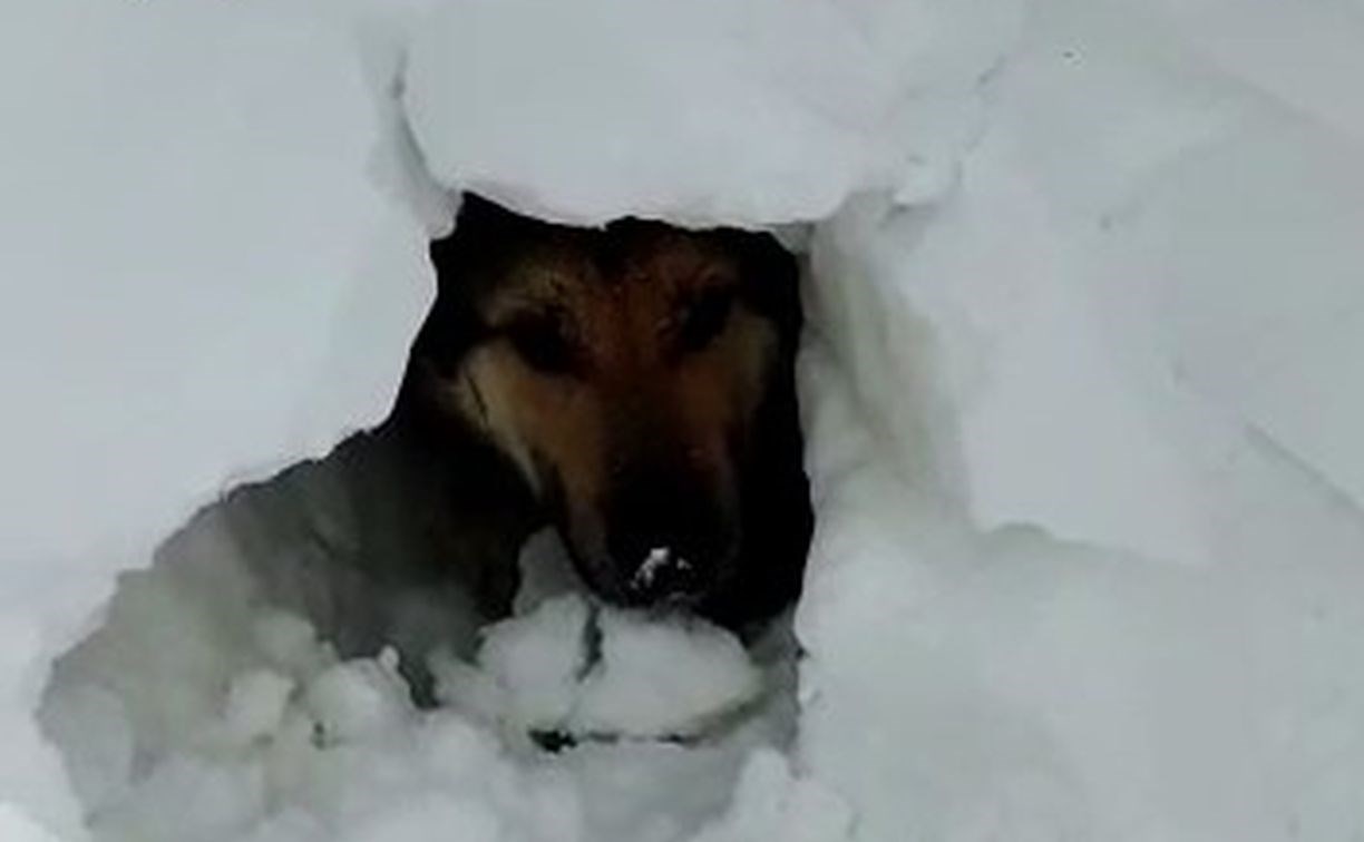 "Проспал ненастье": сахалинцы после метели откопали в сугробе собаку