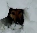 "Проспал ненастье": сахалинцы после метели откопали в сугробе собаку