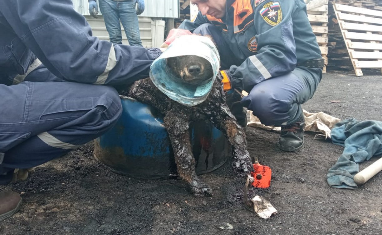 Собаку, увязшую в битуме, спасли в Южно-Сахалинске