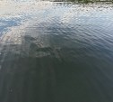 Плавающая в городском озере черепаха шокировала южносахалинцев