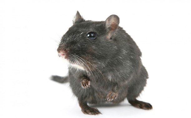 "Не стоит напоминать про чуму": ветеринарный врач рассказал, чем опасны крысы