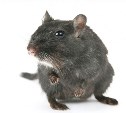 "Не стоит напоминать про чуму": ветеринарный врач рассказал, чем опасны крысы