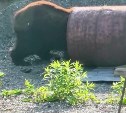 Медведь залез в бочку на даче сахалинца