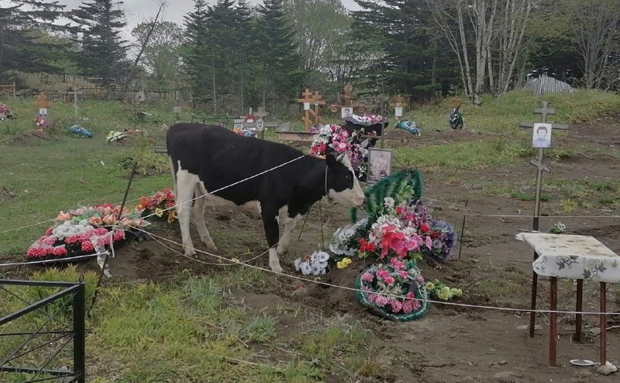"Ходят, могилы портят": коровы пасутся на кладбище в Южно-Курильске