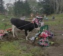 "Ходят, могилы портят": коровы пасутся на кладбище в Южно-Курильске
