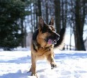 Служебная собака помогла найти наркотики в одном из дворов Южно-Сахалинска