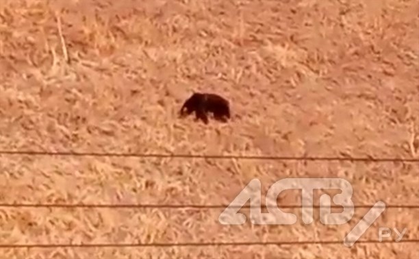 Юный медведь на Сахалине вышел на запах мойвы к морю, но люди его спугнули