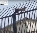 Большая рысь застряла на металлической ограде камчатской погранзаставы