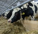 Еще 200 коров доставили на Сахалин из Европы