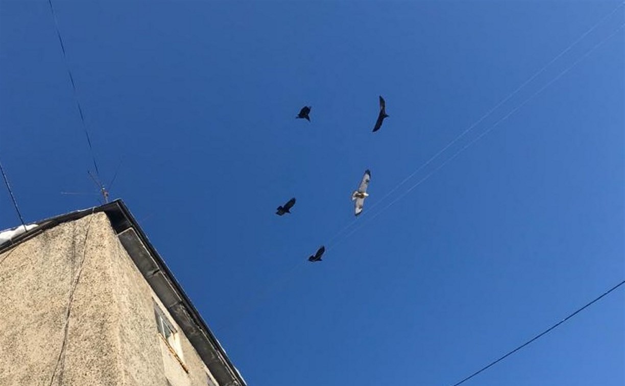 Вороны Новоалександровска мстят хищнику за голубя