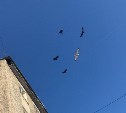 Вороны Новоалександровска мстят хищнику за голубя