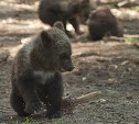 Двух медвежат ищут в парке Долинска