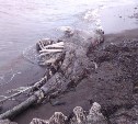 На берегу в Шахтерске обнаружено животное, опознать которое сахалинские специалисты не могут
