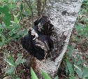 Ученые выяснили, что древесные грибы Кунашира опасны для здоровья 