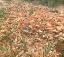 "Тут тонны": в Томаринском районе обнаружили крабовую свалку