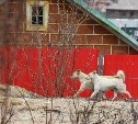 Владельцы домов в частном секторе Корсакова смогут бесплатно стерилизовать своих собак