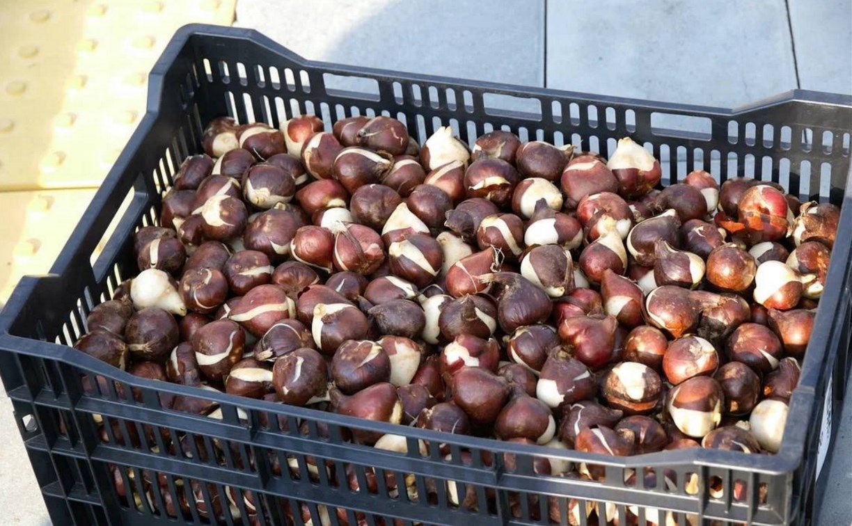 Южно-Сахалинск готовится к весеннему буйству красок: высажено 80 тысяч тюльпанов