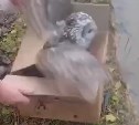 Спасённого от ворон птенца неясыти после реабилитации выпустили на свободу на Сахалине