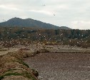 "При виде этого открывается рвота": ужасающий отстойник для рыбных отходов нашли в Макаровском районе