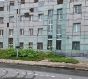 Борщевик Сосновского стремительно захватывает новые территории в Невельске