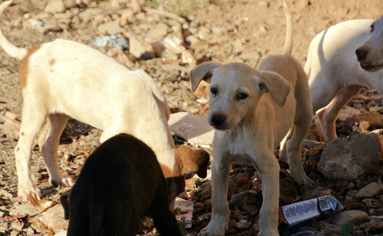 Житель села Быков угрожал отловщикам животных ружьём, разломал кунг и выпустил собак