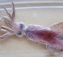 Учёные впервые обнаружили у берегов Сахалина тропического кальмара